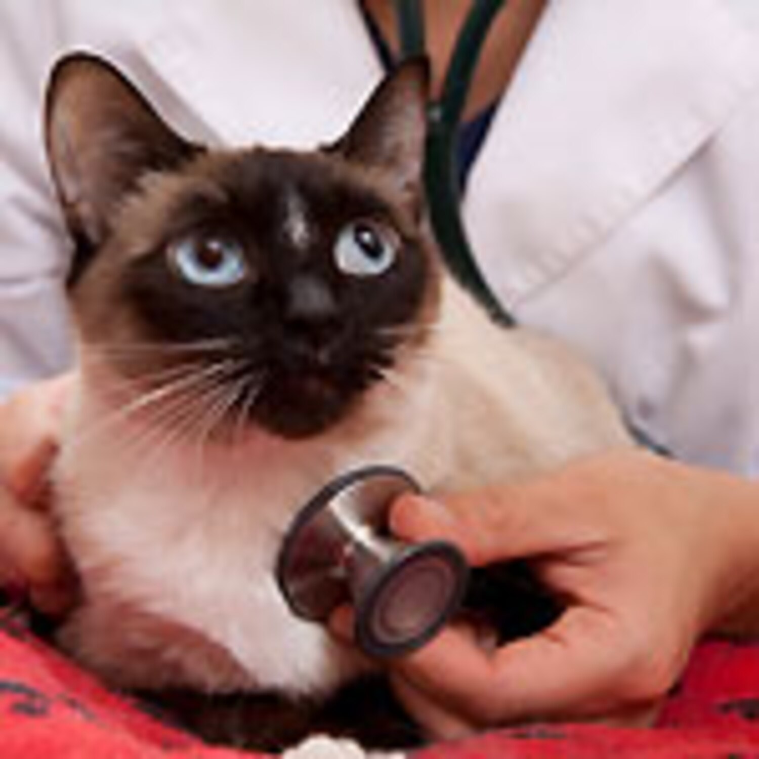 How to prepare for your vet costs Canadian Living