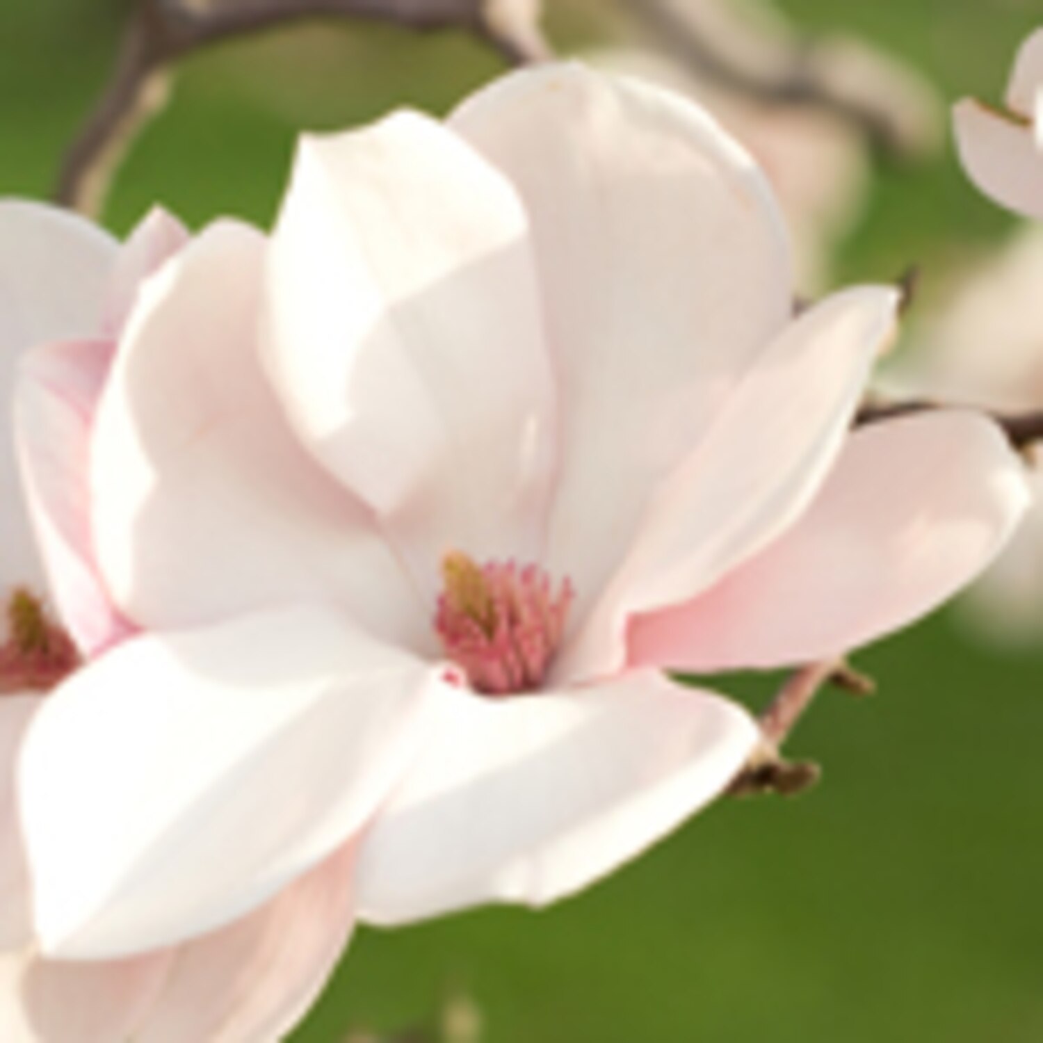 Magnolia magic Canadian Living