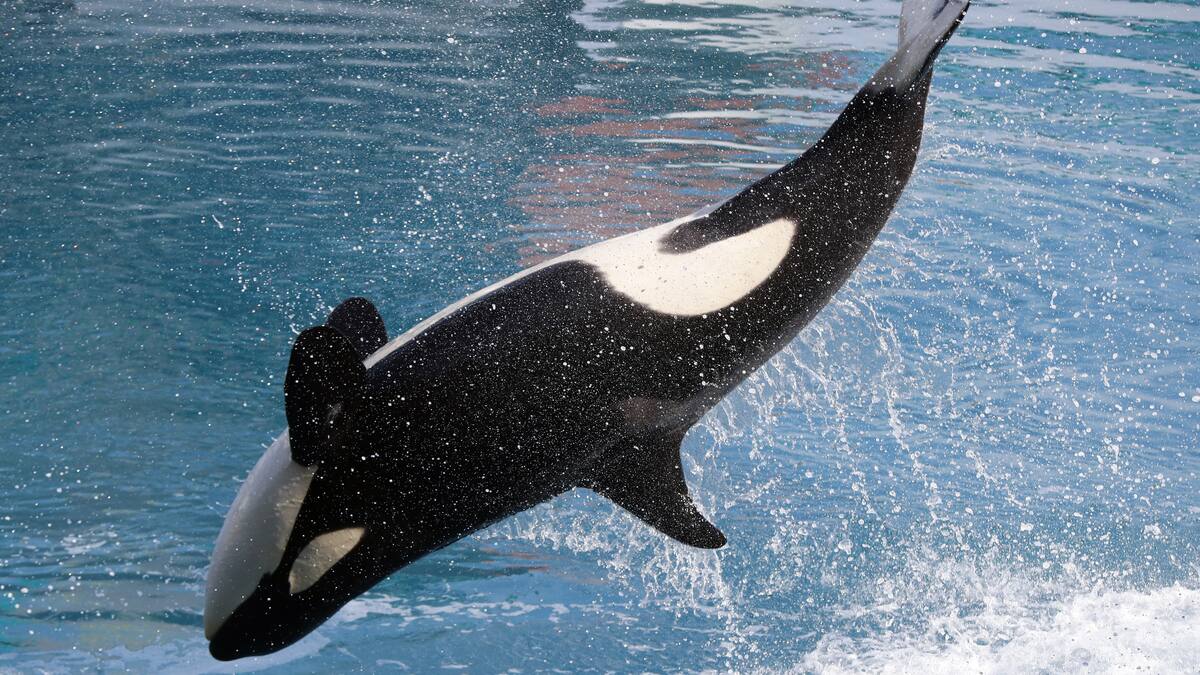 Cruauté animale: début du procès de Marineland