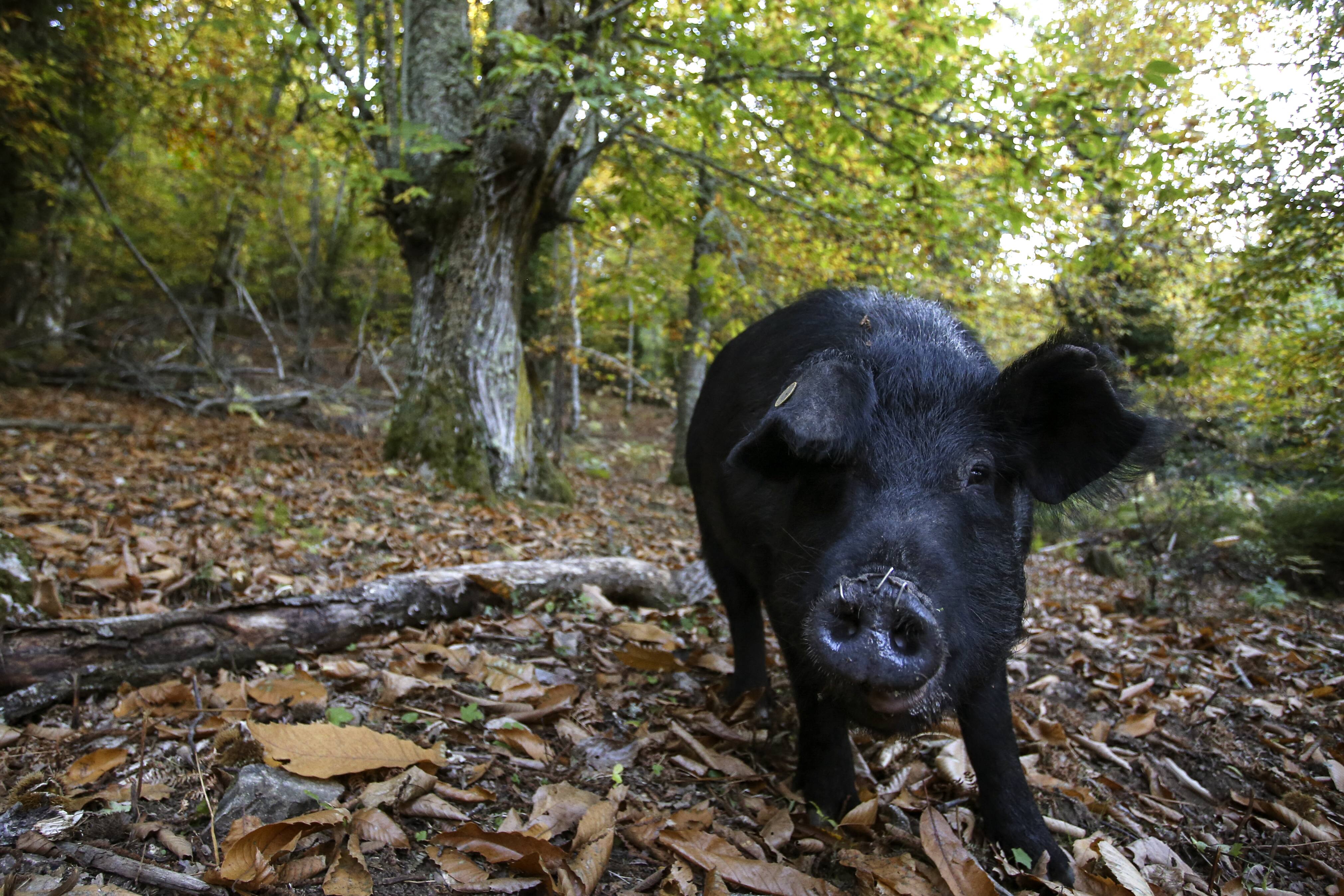 Un cas de peste porcine africaine en Italie