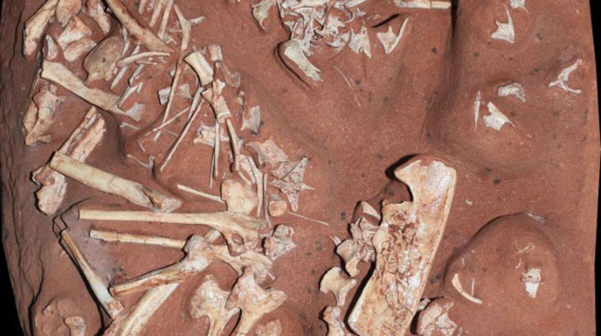 Brésil: découverte d'une nouvelle espèce de dinosaure sans dent