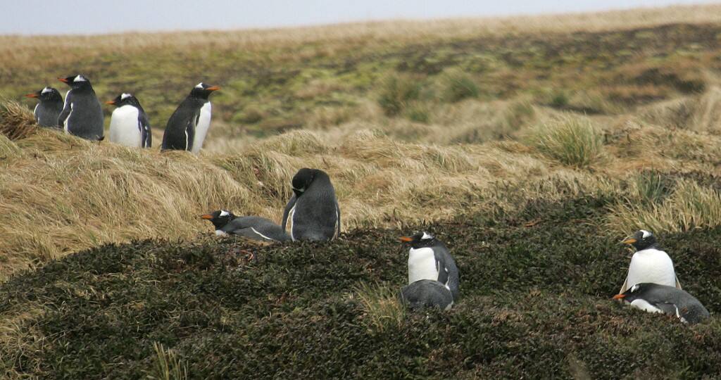 Dozens of African penguins were killed by bees