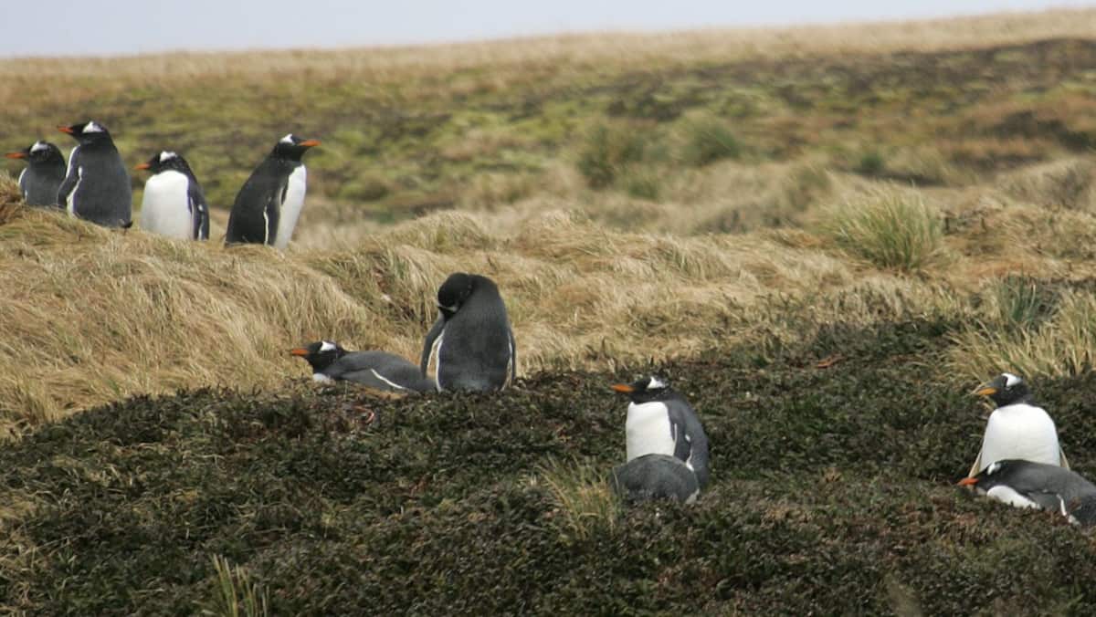 As abelhas mataram dezenas de pinguins africanos As abelhas mataram dezenas de pinguins africanos