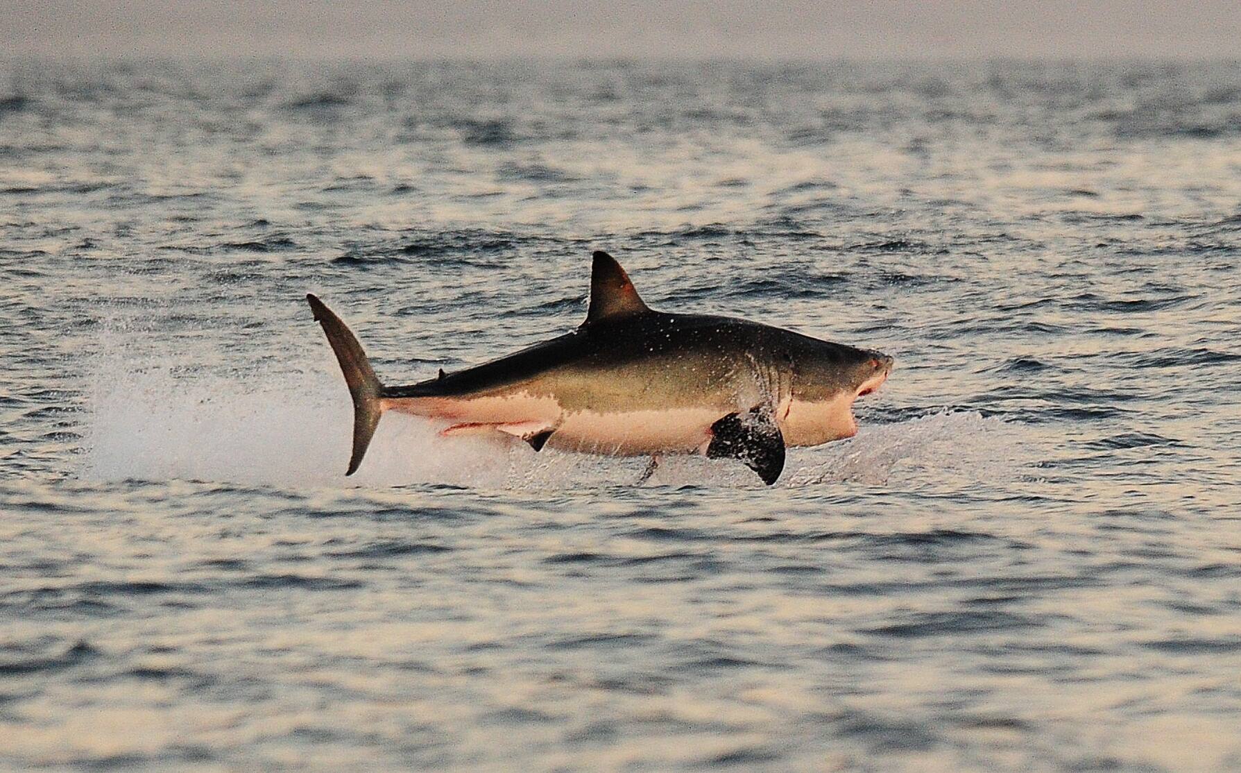 Les Orques Incriminees Dans La Disparition Du Grand Requin Blanc Tva Nouvelles