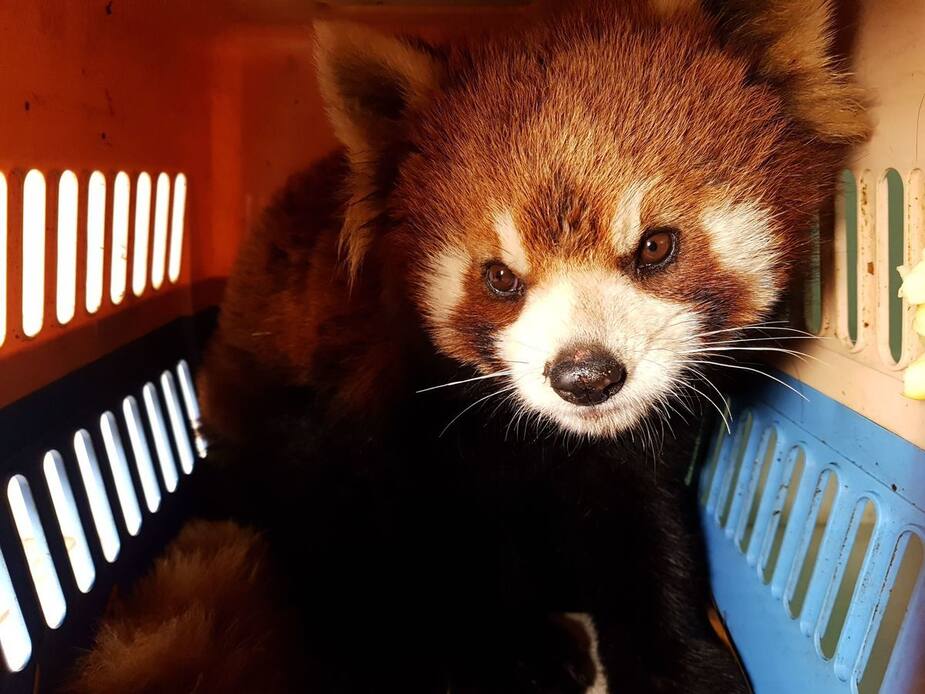 Image principale de l'article 16 photos de pandas roux qui font du bien
