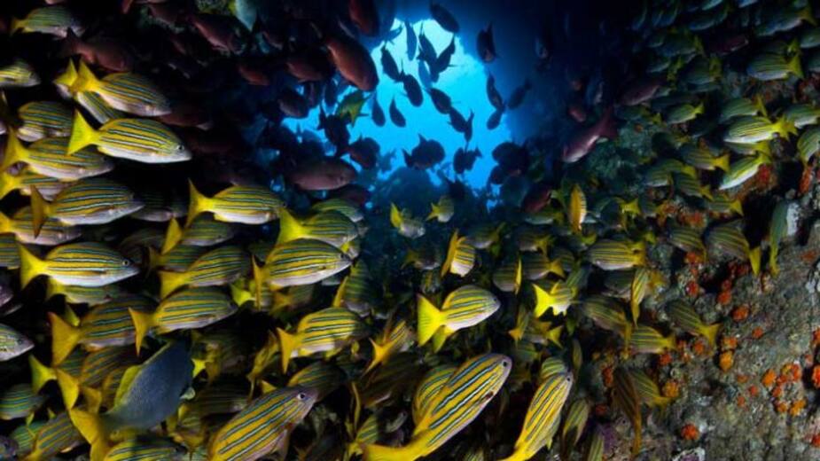 Image principale de l'article Top 15 des plus beaux endroits pour plonger