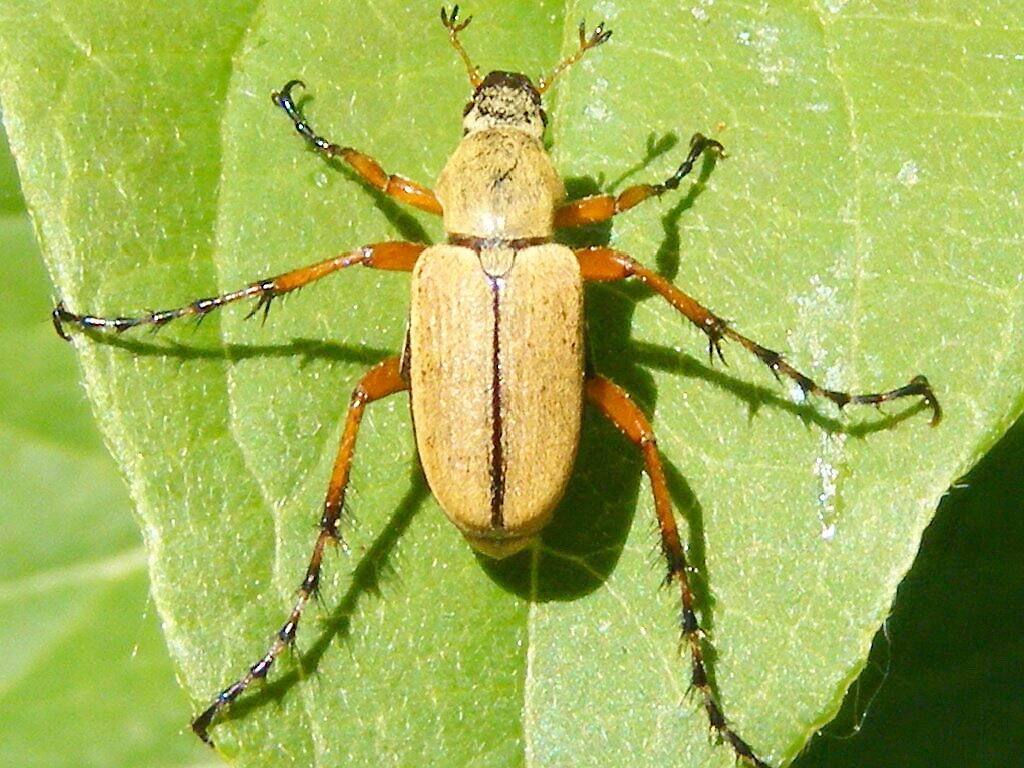 lilas-japonais-infest-de-scarab-es-comment-faire-pour-s-en