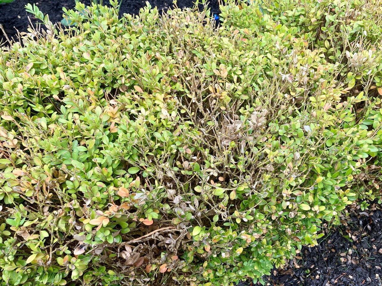 Buissons en mauvais &eacute;tat: les feuilles jaunes, brunes et dess&eacute;ch&eacute;es sont-elles caus&eacute;es par un insecte?