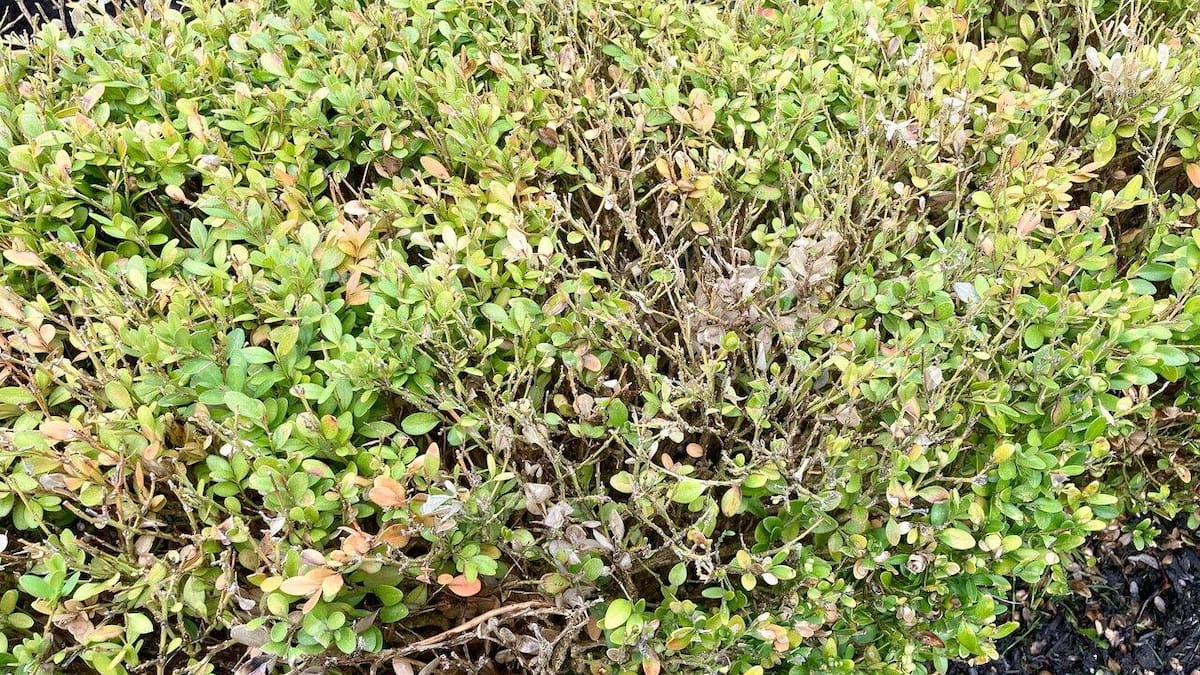 Buissons en mauvais état: les feuilles jaunes, brunes et desséchées sont-elles causées par un insecte?