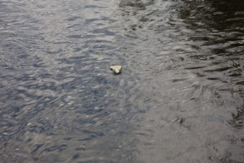 Quebec firefighters' nautical squad specially intervened this Sunday to find two young men who went missing in the Saint-Charles River in Quebec.