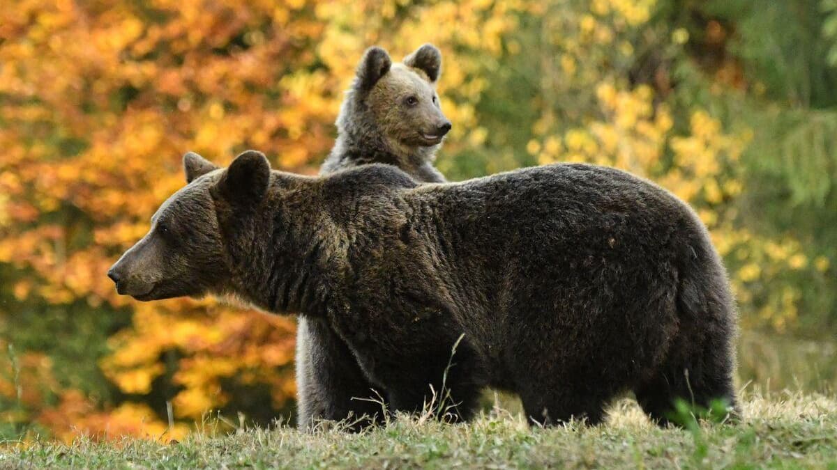 Une amende de 60 000 $ pour avoir nourri des ours