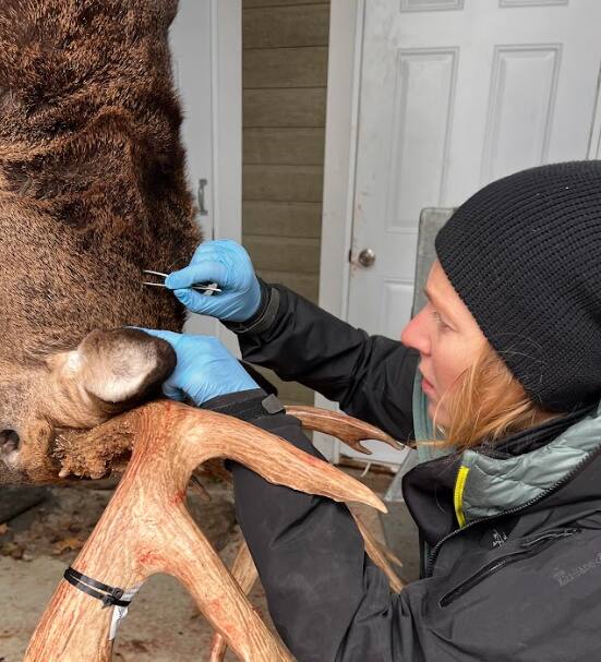 La maladie de Lyme en hausse &agrave; Montr&eacute;al: la surpopulation des cerfs de Virginie en cause?