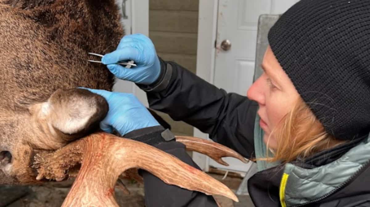 La maladie de Lyme en hausse à Montréal: la surpopulation des cerfs de Virginie en cause?