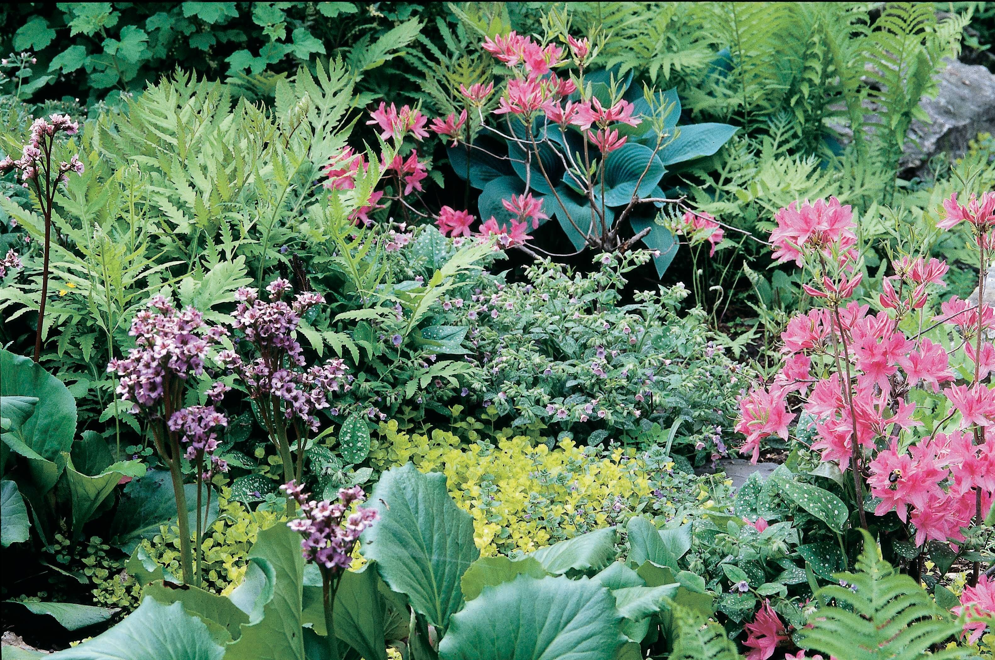 Plante Des Lieux Humides 5 Lettresnull