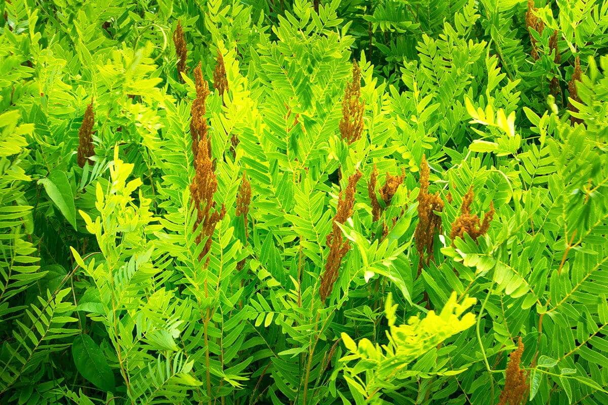 Plante Des Lieux Humides 5 Lettres