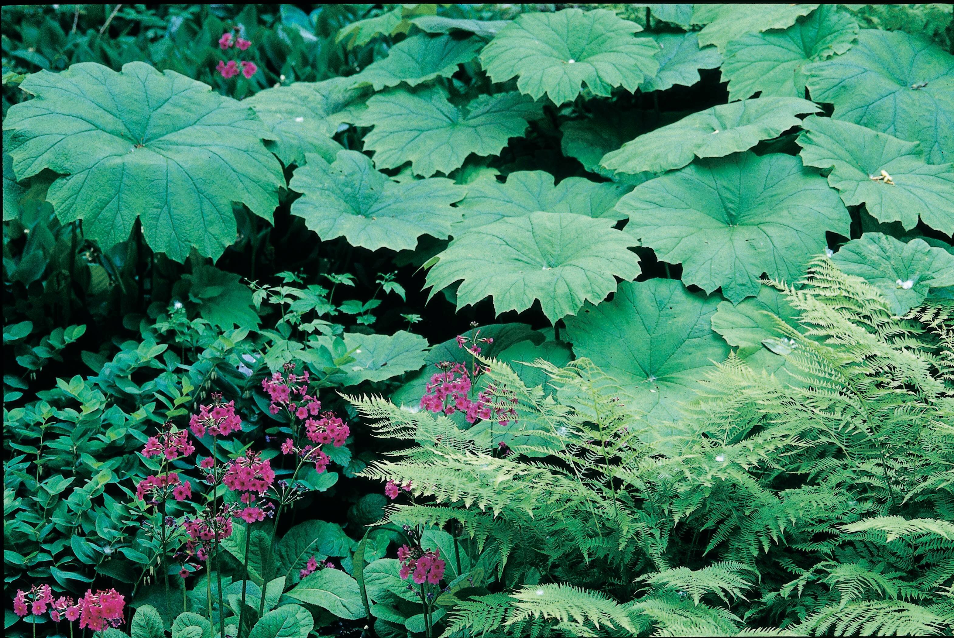 Plante Des Lieux Humides 5 Lettresnull
