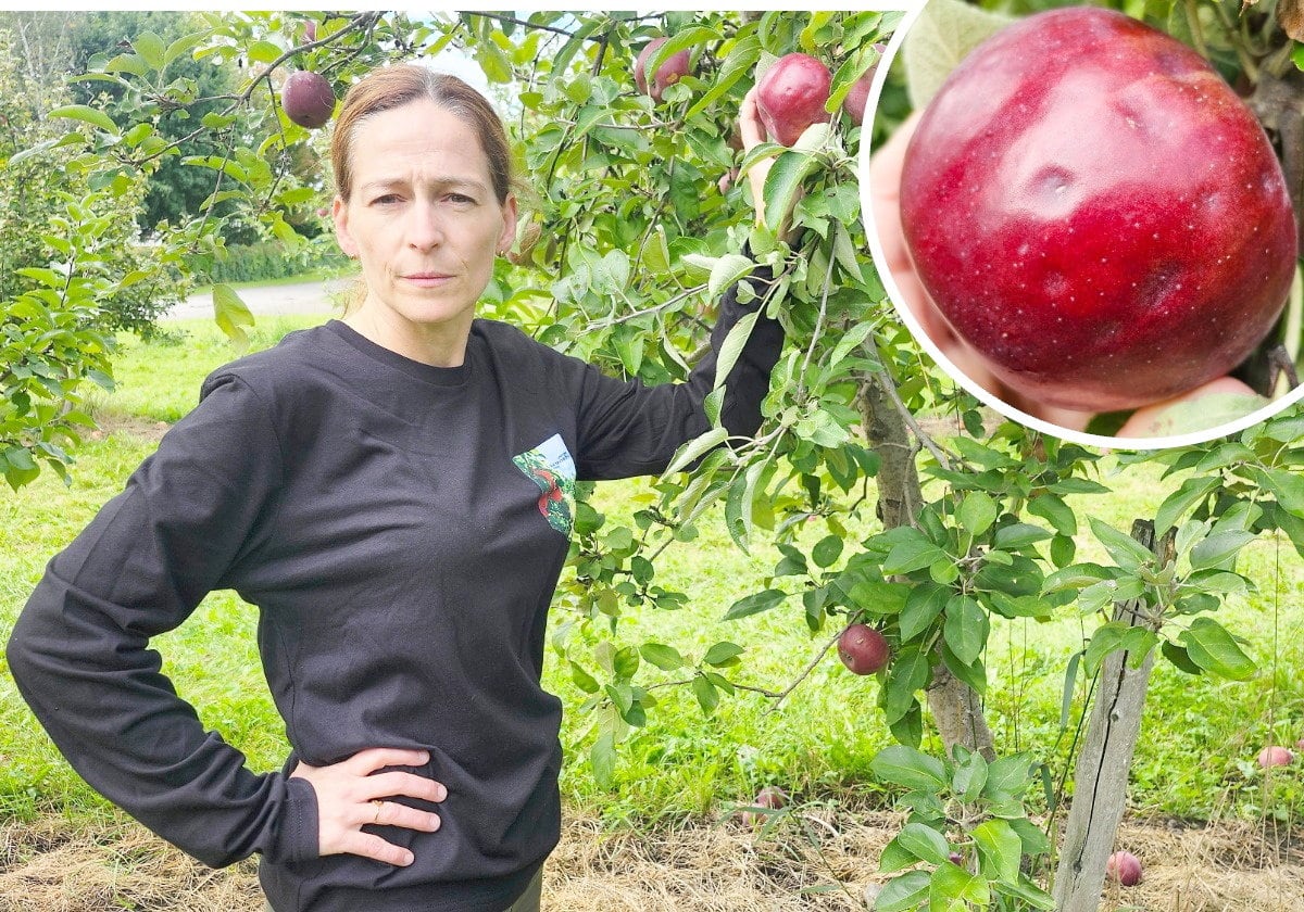 Elle invite les familles à venir cueillir ses pommes endommagées par la grêle