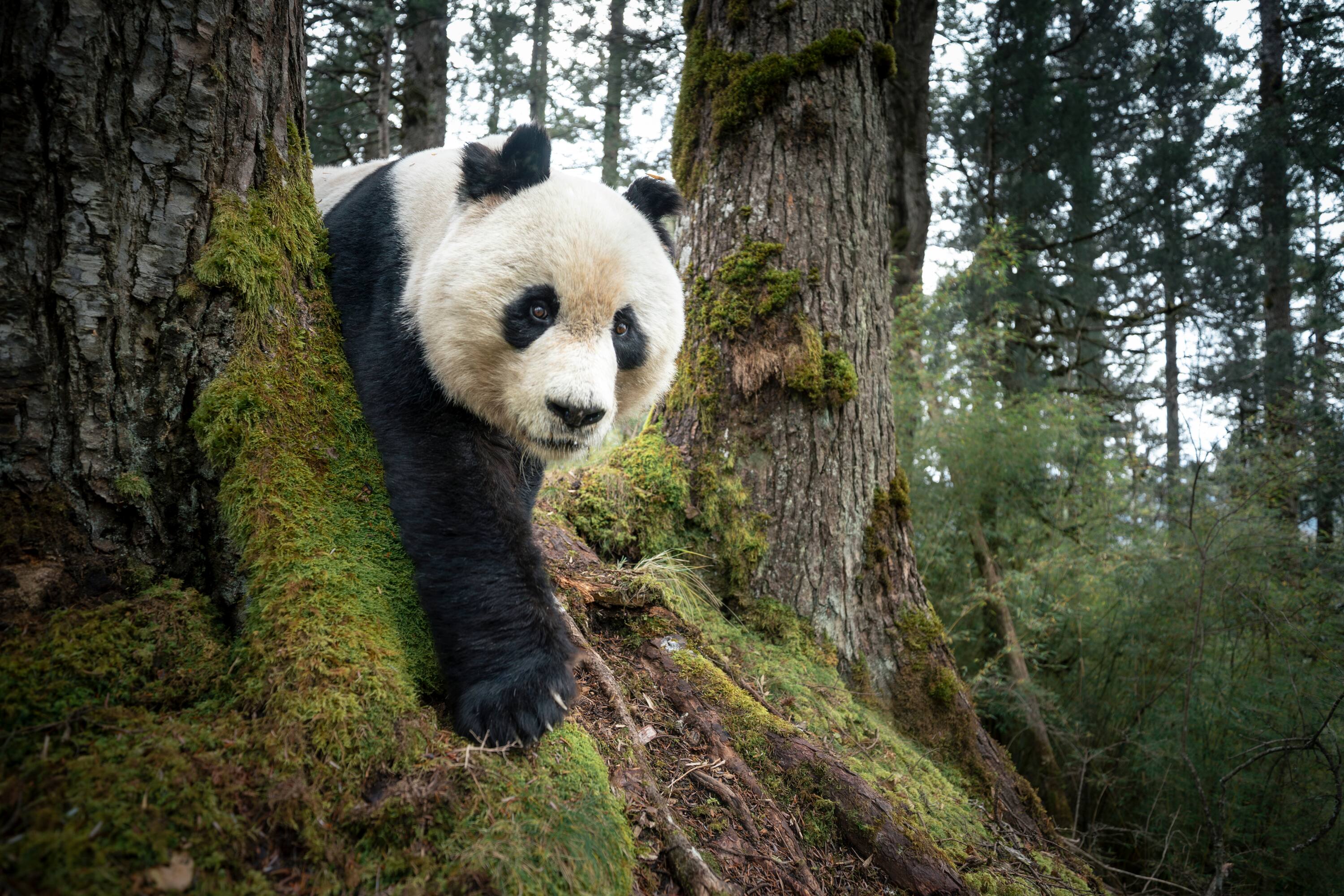 Un panda géant sauvage est saisi par un piège
photographique dans la réserve naturelle nationale de
Wanglang. Sichuan, Chine, 11 novembre 2025. Selon des estimations récentes, il resterait moins de 2
000 pandas à l’état sauvage, et seuls quelques
dizaines de spécimens vivent dans les 323 kilomètres
carrés de la réserve naturelle nationale de Wanglang.
Cette image rare est le résultat d’un programme pilote
d’échange entre la National Geographic Society et des
biologistes de la faune, visant à soutenir les efforts de
surveillance de la faune et à encourager la coopération
interculturelle dans le domaine de la conservation.
Créée en 1965, Wanglang est l’une des réserves
naturelles de pandas sauvages les plus anciennes de
Chine. C’est aujourd’hui un site clé pour la
collaboration en matière d’éducation et de recherche
scientifique au sein du système plus vaste du Parc
national du panda géant.