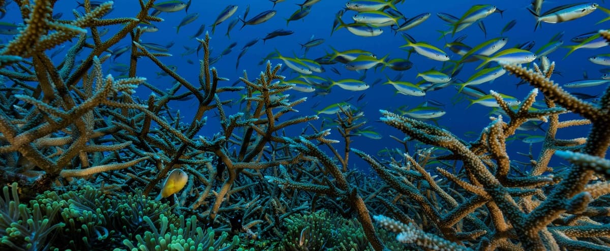 100 giorni di vita sott’acqua: scopre una nuova specie 100 giorni di vita sott’acqua: scopre una nuova specie