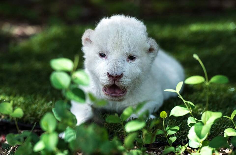 White King Un Bebe Lion Blanc Neglige Par Sa Maman En Espagne Jdm White King Un Bebe Lion Blanc Neglige Par Sa Maman En Espagne Jdm