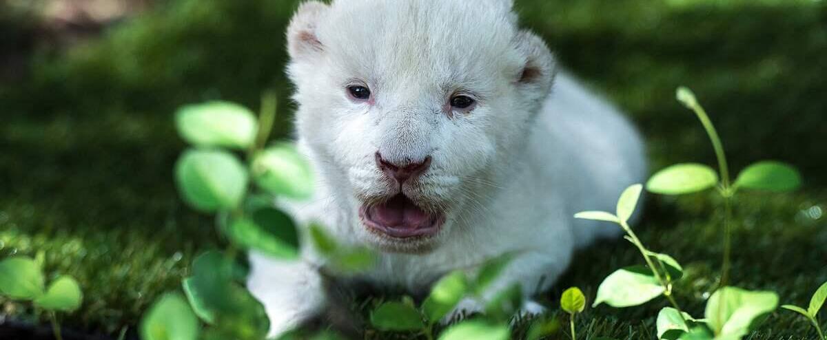 White King Un Bebe Lion Blanc Neglige Par Sa Maman En Espagne Jdm White King Un Bebe Lion Blanc Neglige Par Sa Maman En Espagne Jdm