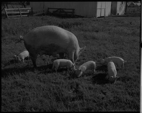 Yorkshire truie et ses porcelets, chez Émile Gauthier à Pont-Rouge dans le comté de Portneuf, 1953.