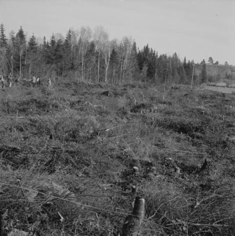 Abattis à Sainte-Catherine, comté de Portneuf, 1948.
