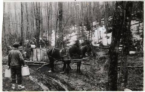 Visite des érables de l'érablière (vers 1930).