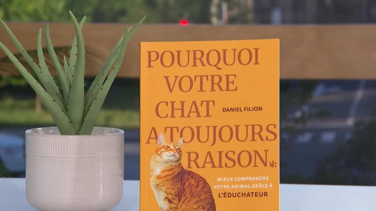 Pourquoi votre chat a toujours raison?