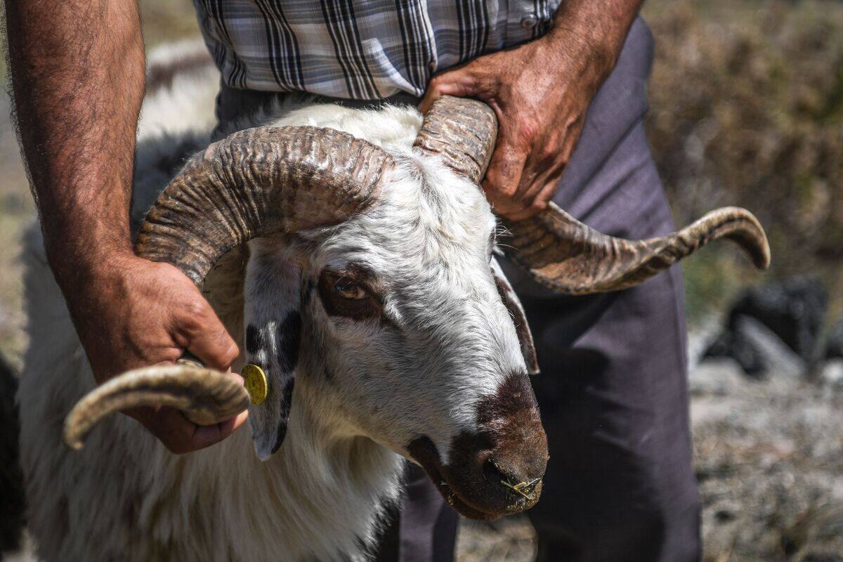 Un couple tu&eacute; par un b&eacute;lier en Nouvelle-Z&eacute;lande