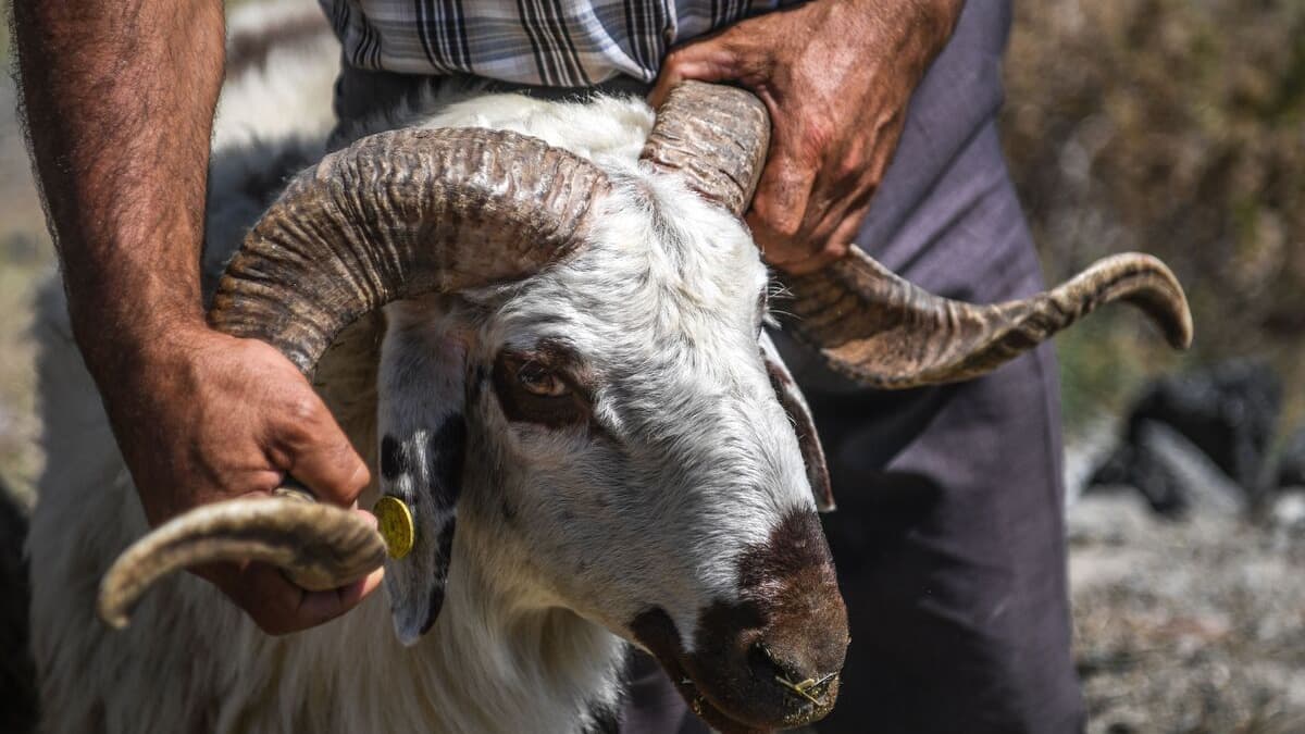 Un couple tué par un bélier en Nouvelle-Zélande