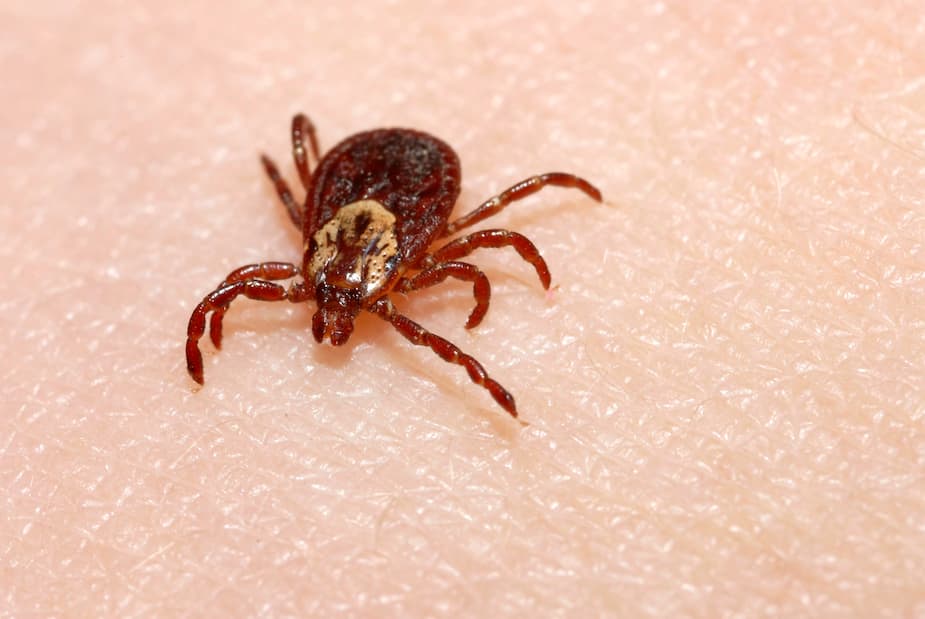Image principale de l'article Quels sont les symptômes de la maladie de Lyme?