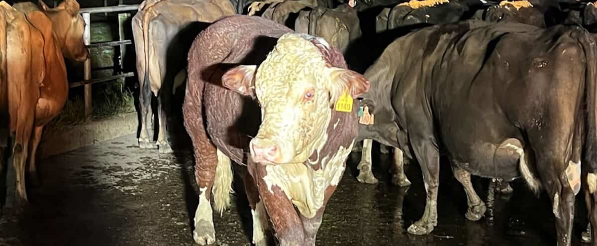 New Zealand: Farmers still choke on cow burps and fart tax scheme New Zealand: Farmers still choke on cow burps and fart tax scheme