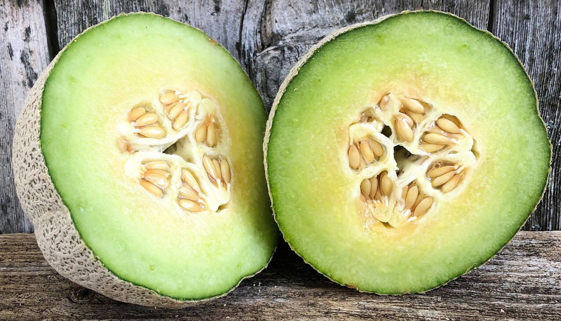 Comment faire pousser du melon dans son potager: un fruit pour les  jardiniers expérimentés | JDM