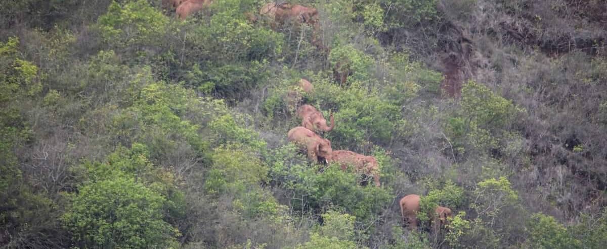 China: elefantes em fuga estão esperando pelo próximo China: elefantes em fuga estão esperando pelo próximo