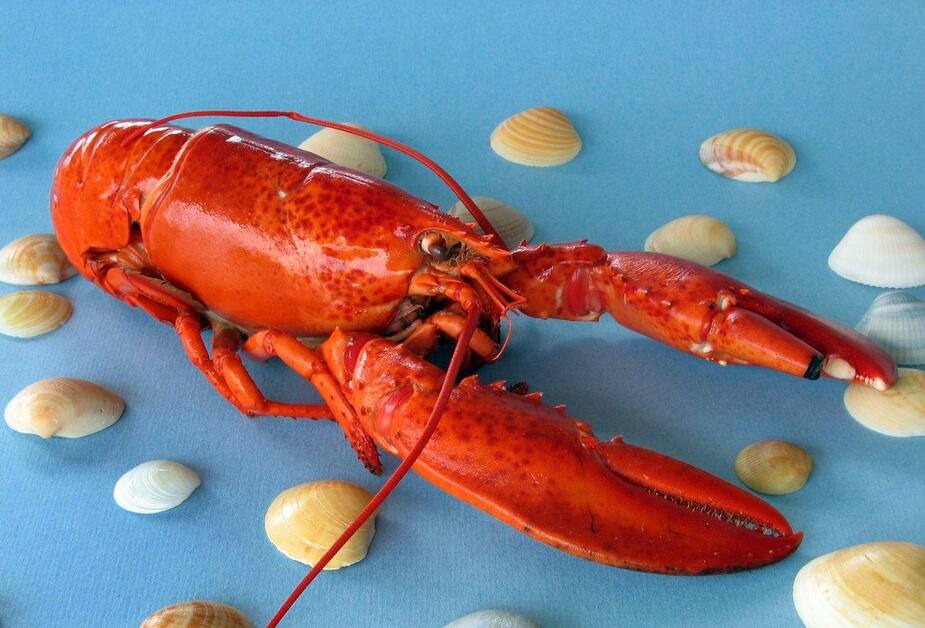 Image principale de l'article Des homards emballés vivants et font réagir