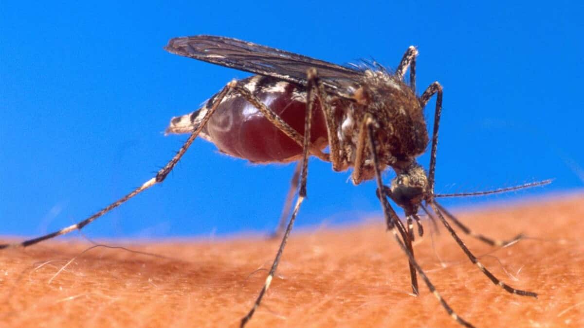I virus mortali preoccupano le autorità I virus mortali preoccupano le autorità