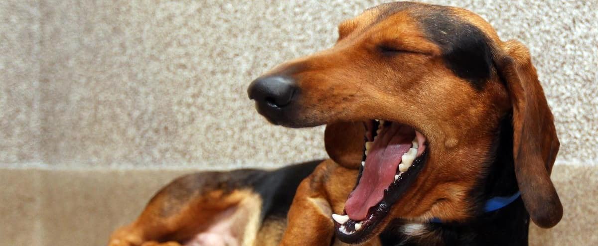 Gratuit Images La Fourrure De Votre Animal Pourrait Transmettre La Covid 19 Jdm dernière salutations