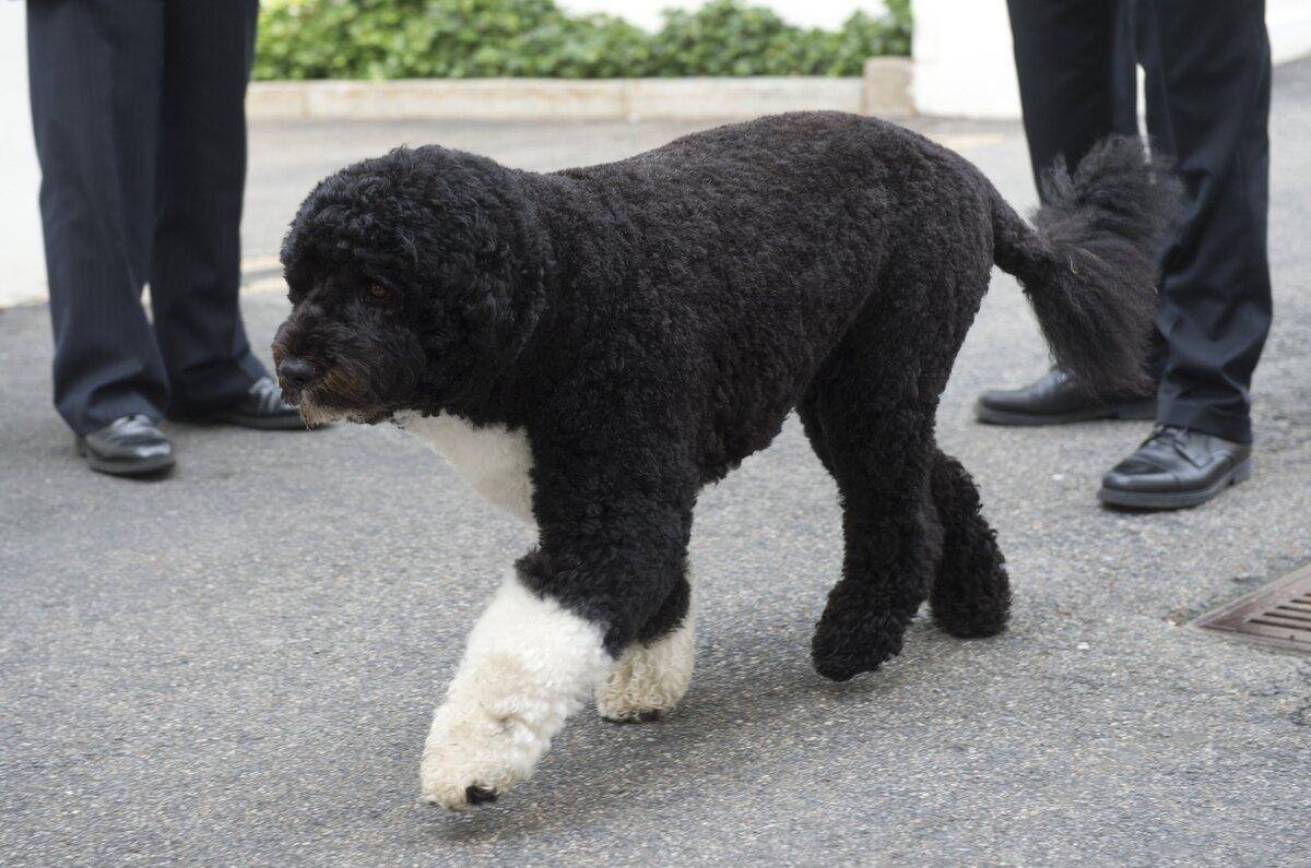 mort de bo le chien de barack obama et vedette de la maison blanche jdq