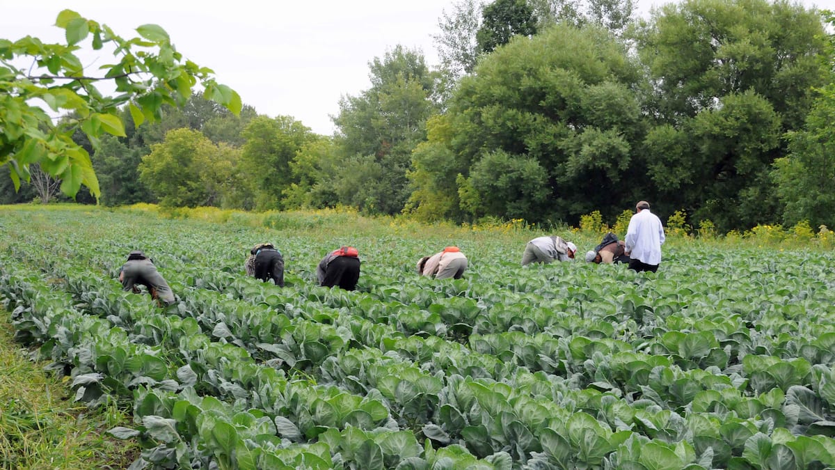 Récoltes de fruits et légumes des pertes majeures sont à prévoir