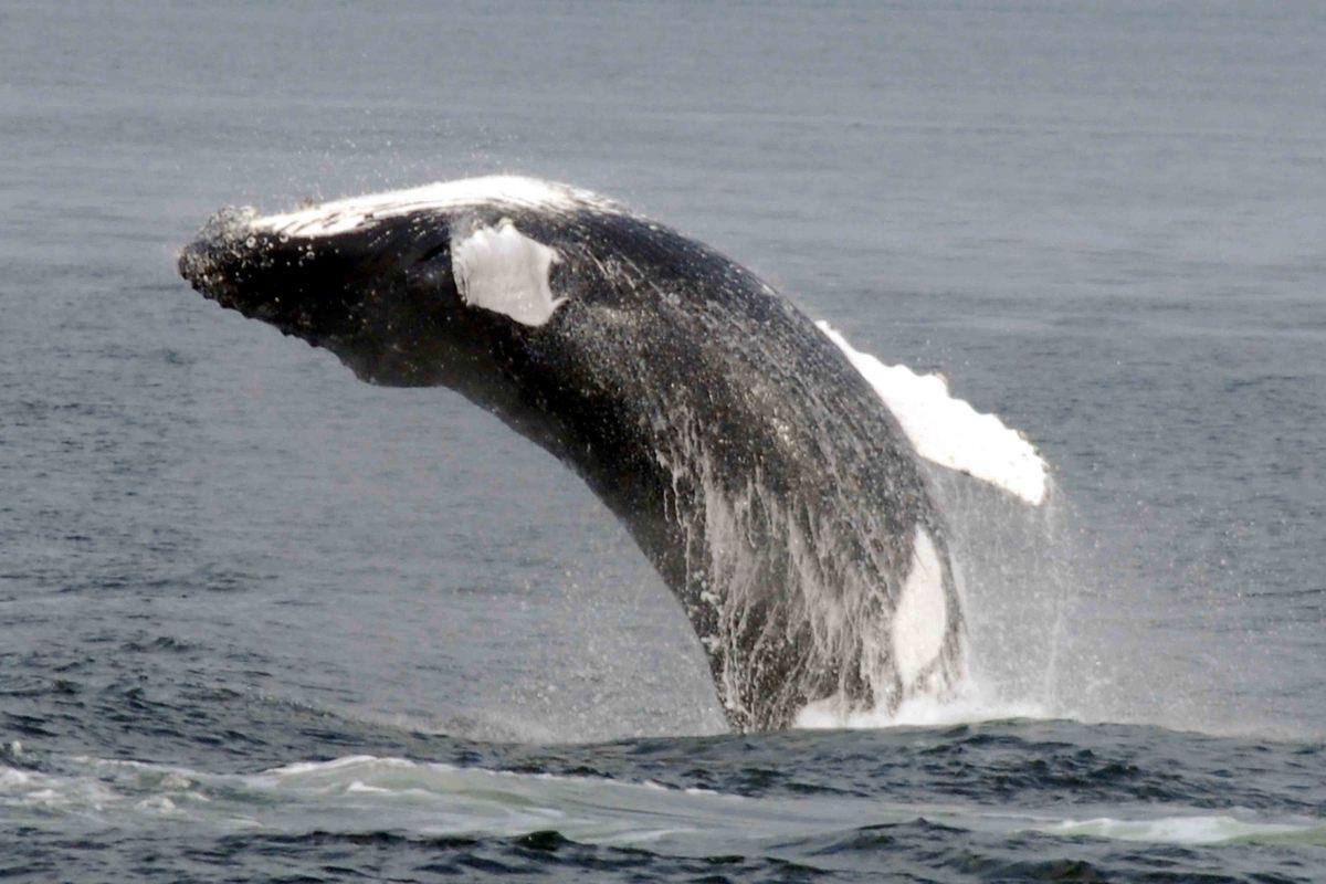[&Agrave; VOIR] Un bateau renvers&eacute; par une baleine au New Hampshire
