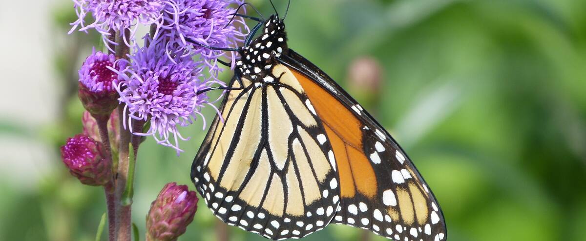L’Insectarium rouvrira ses portes