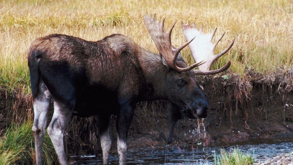 La Chasse L orignal Promet Au Saguenay Lac Saint Jean TVA Nouvelles la-chasse-l-orignal-promet-au-saguenay-lac-saint-jean-tva-nouvelles