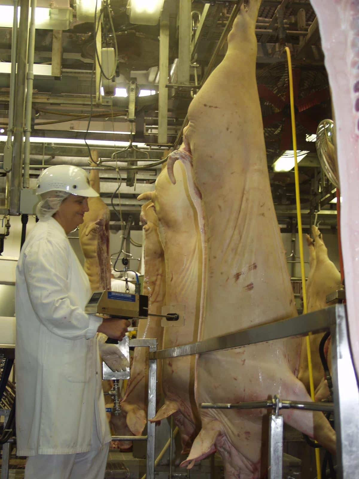 Fili&egrave;re porcine: les &Eacute;leveurs de porcs du Qu&eacute;bec en col&egrave;re contre Olymel