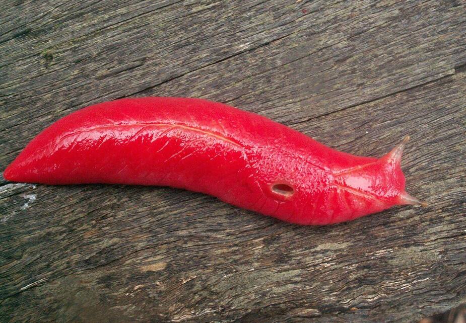 Image principale de l'article Des limaces rose fluo repérées en Australie