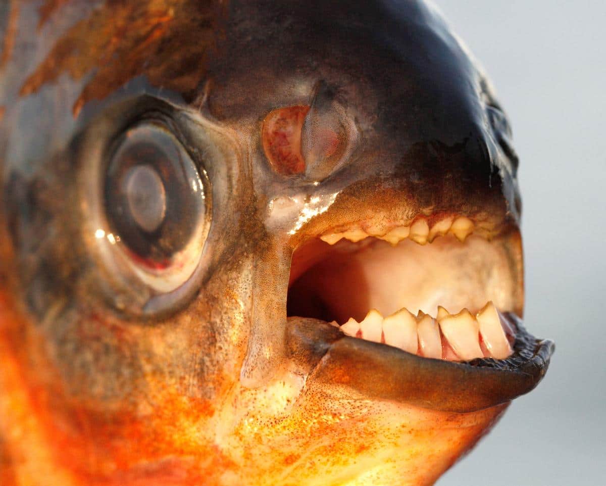 D&eacute;vor&eacute; par des piranhas en tentant de fuir des abeilles