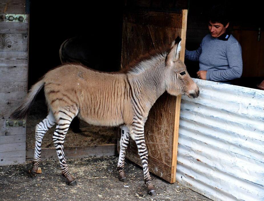 Un Zebre A Eu Un Bebe Avec Un Ane Ca Donne Un Zonkey Ou Bien Un Zane En Francais Le Sac De Chips Un Zebre A Eu Un Bebe Avec Un Ane Ca Donne Un Zonkey Ou Bien Un Zane En Francais Le Sac De Chips