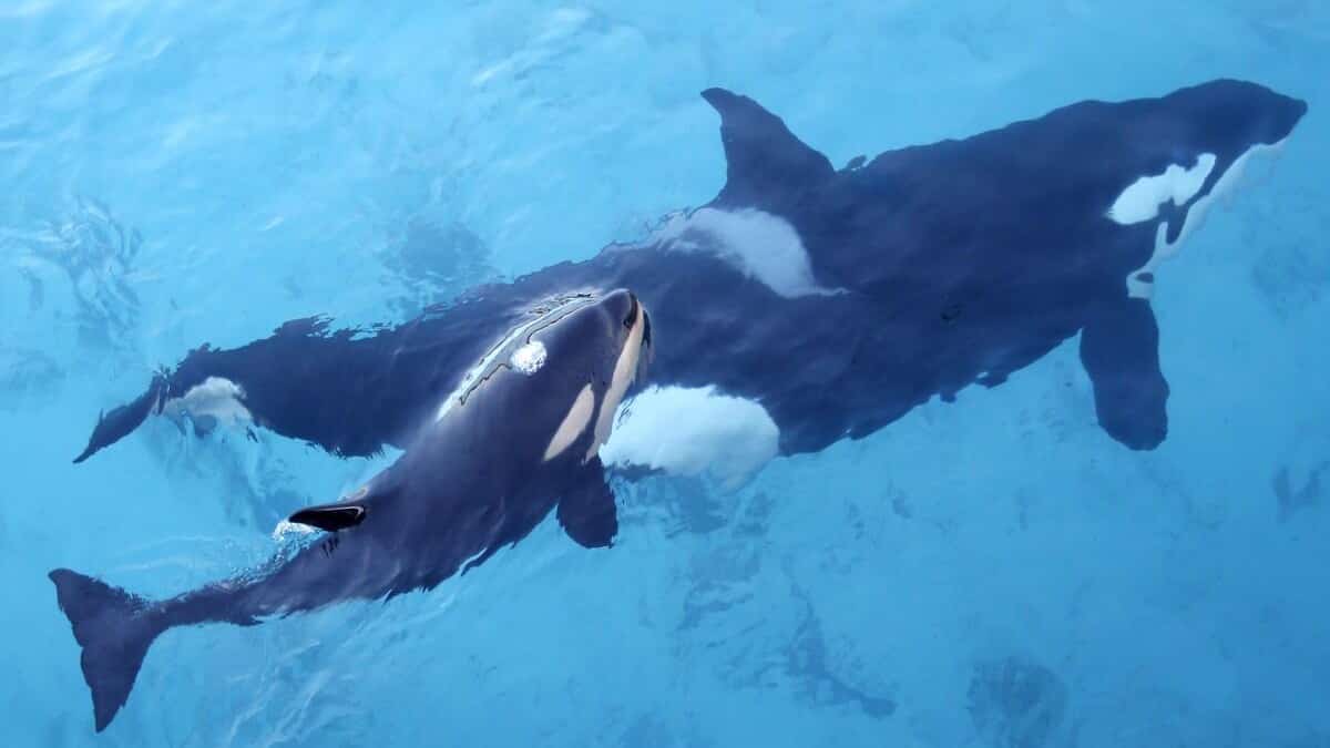 Des orques en voie de disparition prêtes pour un baby-boom