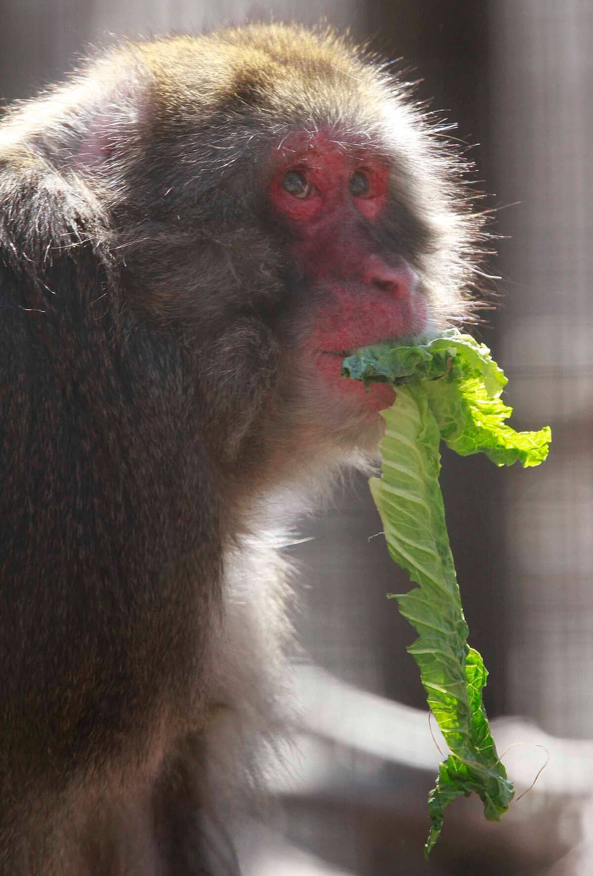 Attaques de macaques en s&eacute;rie dans une ville de l'ouest du Japon