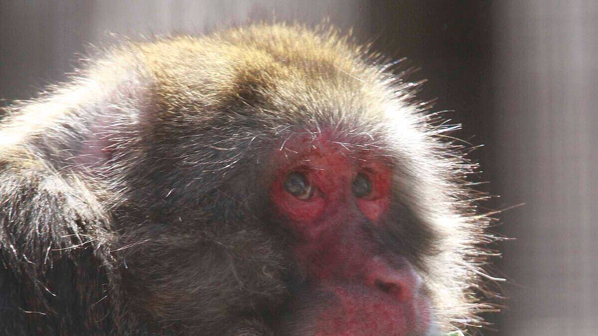 Attaques de macaques en série dans une ville de l'ouest du Japon